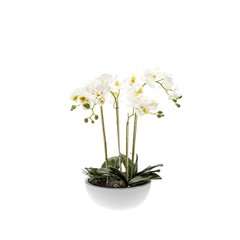Schilliger Sélection  Phalaenopsis en pot artificiel  60cm