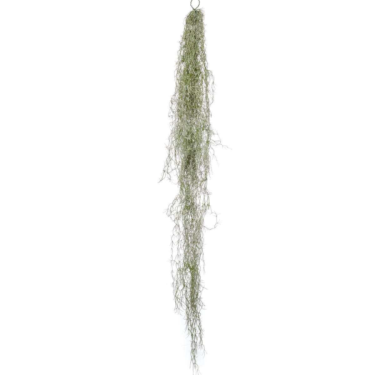 Schilliger Sélection  Tillandsia retombant artificiel  150cm