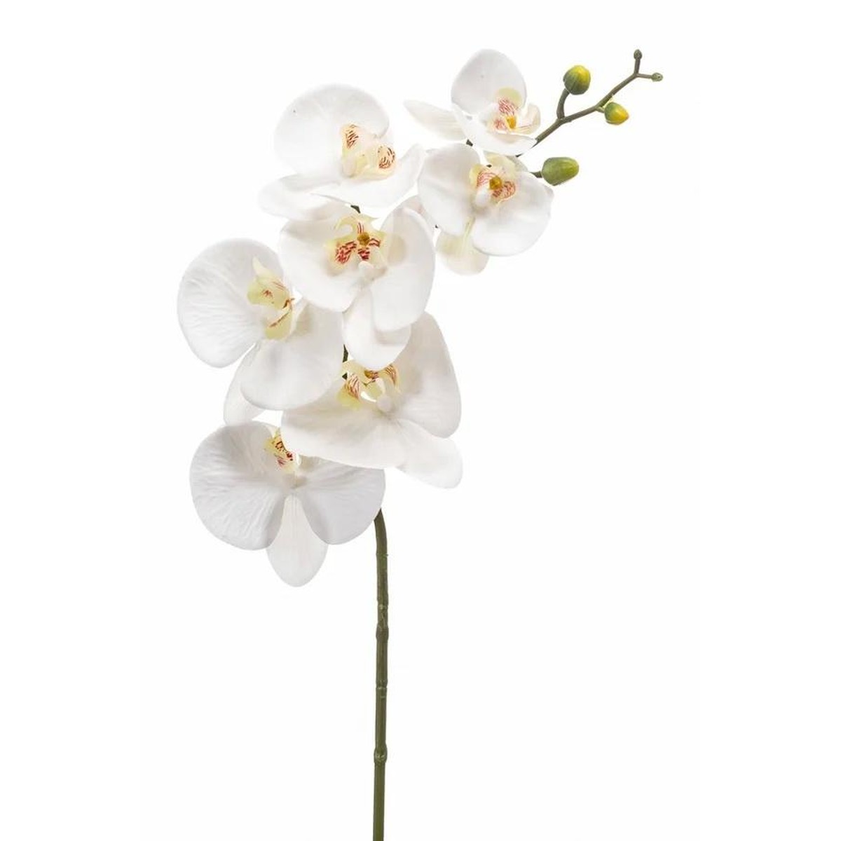 Schilliger Sélection  Phalaenopsis RT artificiel  83cm