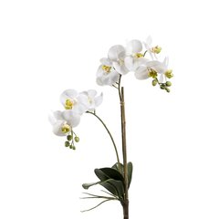 Schilliger Sélection  Phalaenopsis 2 branches avec feuilles sans pot artificiel Blanc 65cm