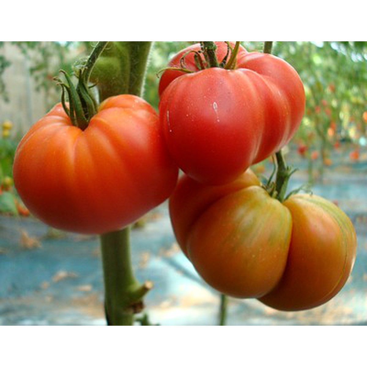 Schilliger Production  Tomate 'Brandywine'  Pot de 10.5 cm