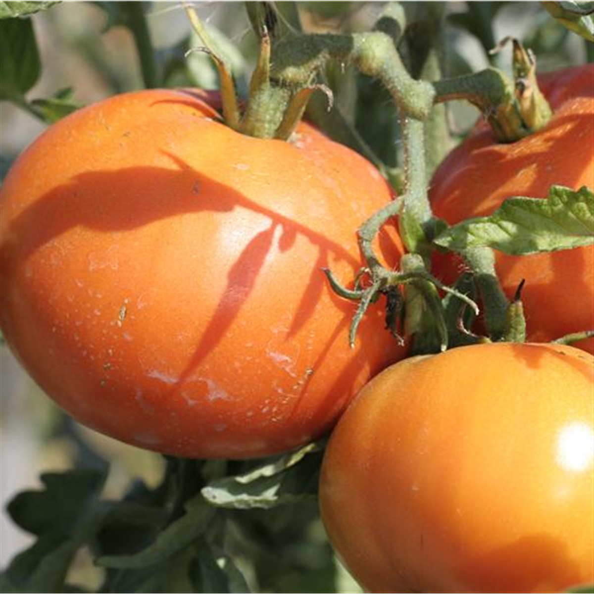 Schilliger Production  Tomate 'Carotina'  Pot de 10.5 cm