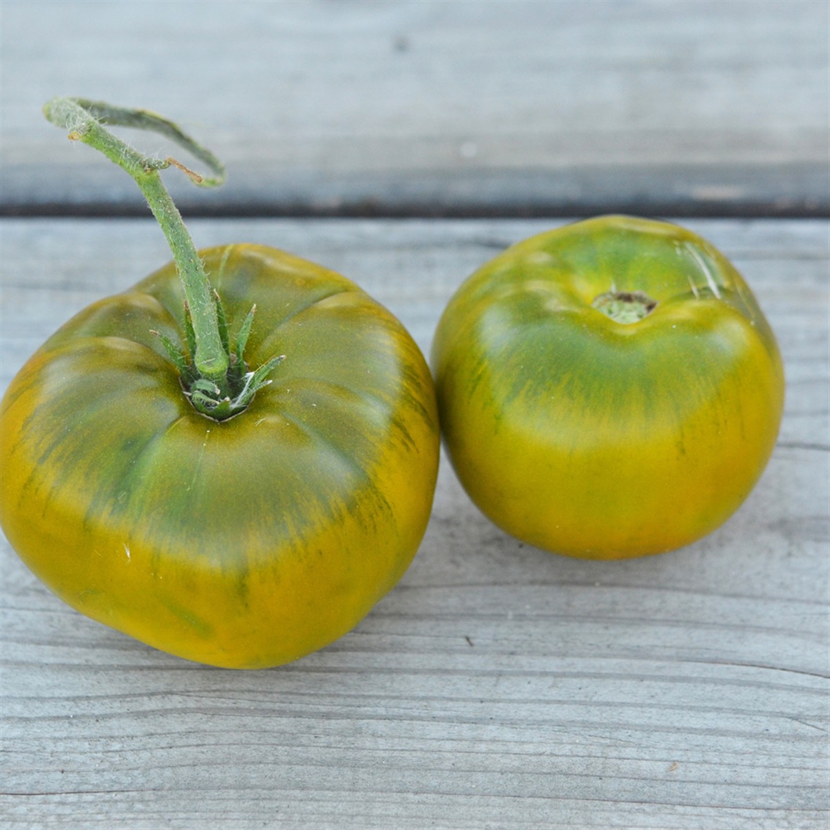 Schilliger Production  Tomate 'Evergreen'  Pot de 10.5 cm
