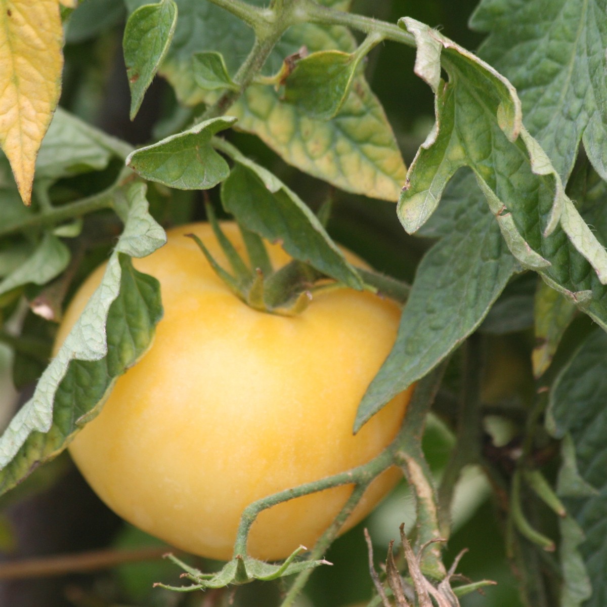 Schilliger Production  Tomate 'White Wonder'  Pot de 10.5 cm