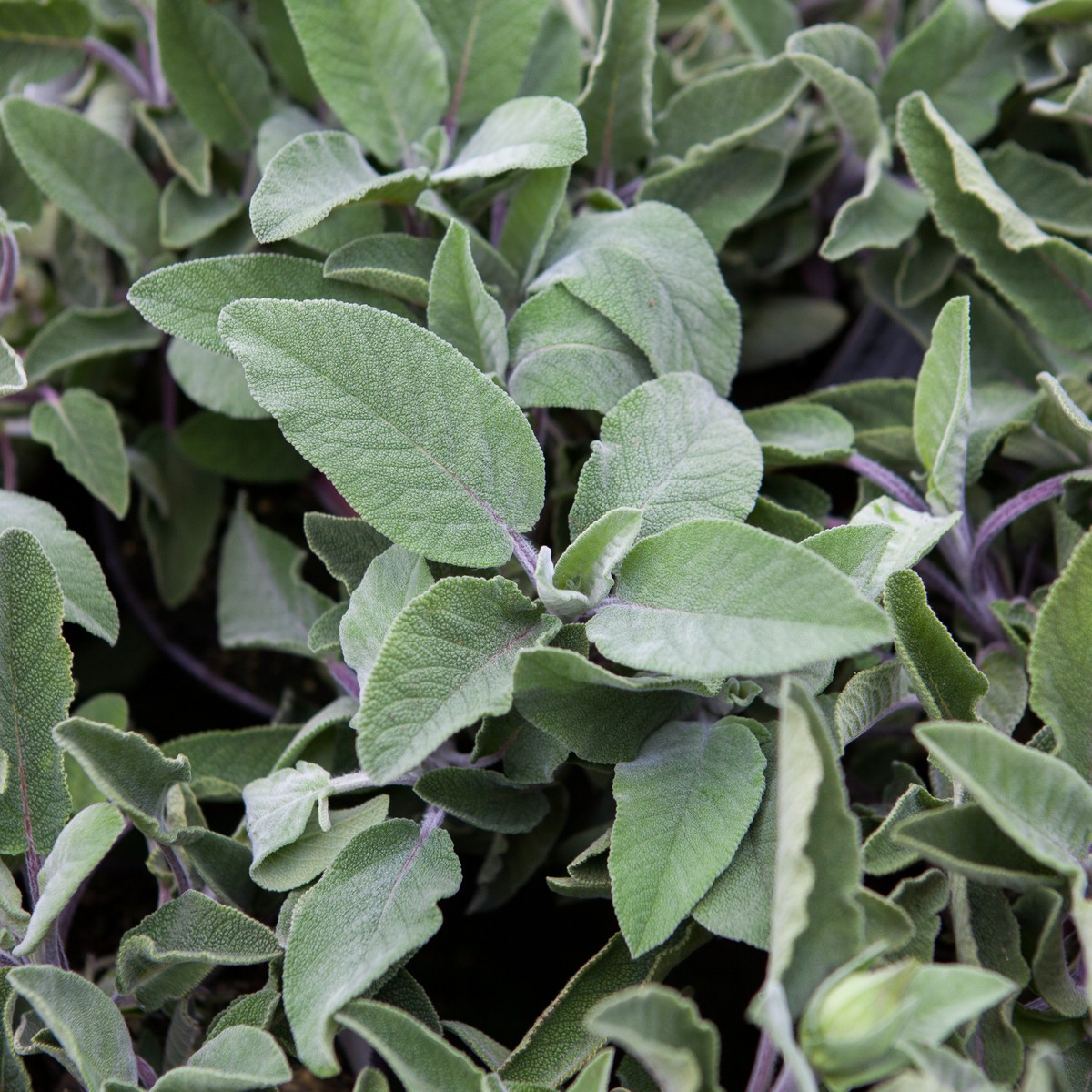 Schilliger Production  Salvia officinalis 'Maxima'  Pot de 13 cm