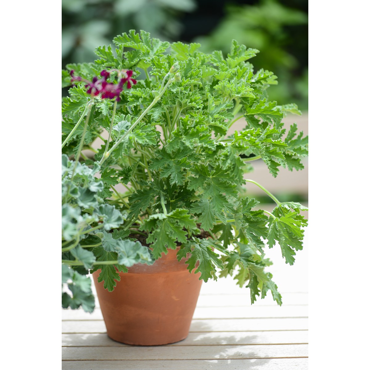 Schilliger Production  Pelargonium x graveolens 'Citronnelle'  Pot de 14 cm