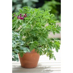 Schilliger Production  Pelargonium x graveolens 'Citronnelle'  Pot de 14 cm