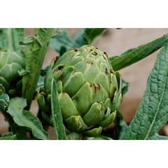 Schilliger Production  Artichaut 'Imperial Star'  Pot de 13 cm