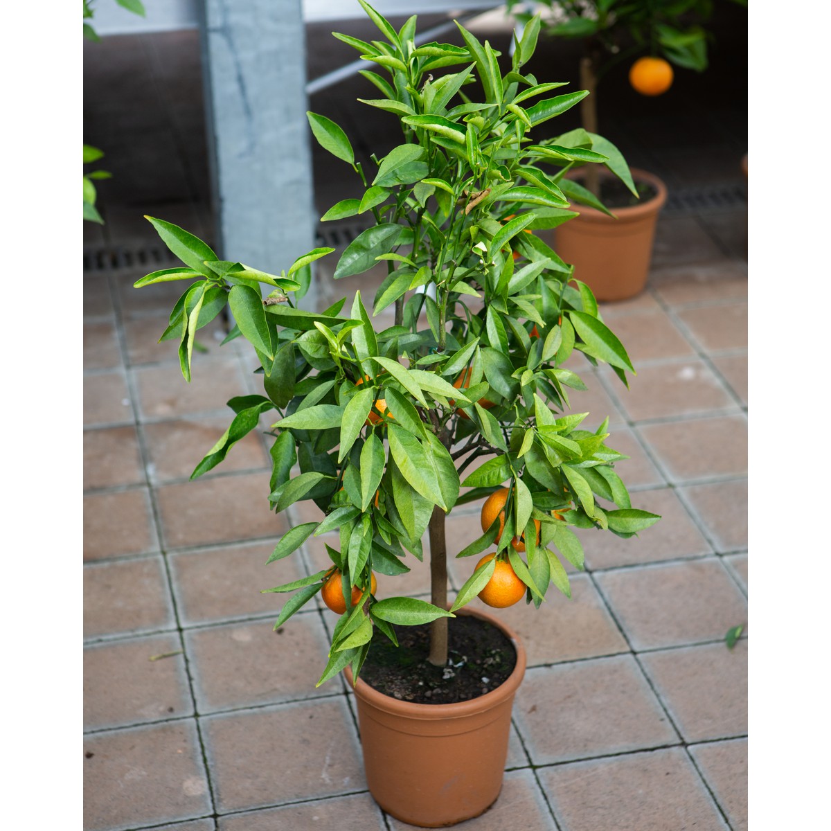   Citrus reticulata  Pot de 22 cm h70/80