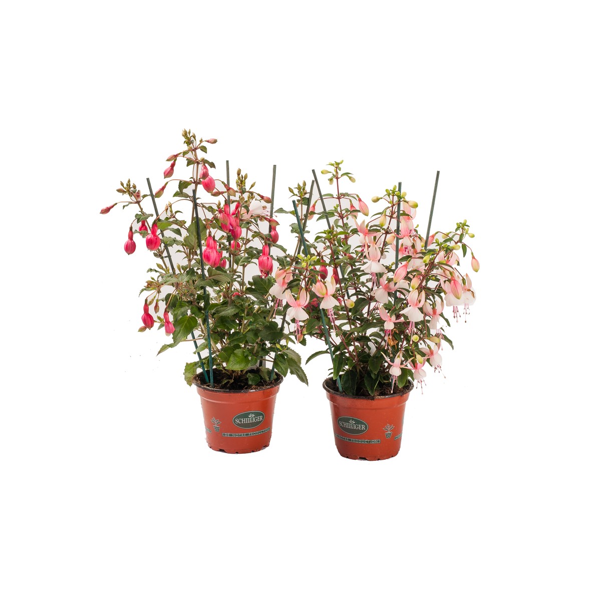   Fuchsia  Pot de 13 cm
