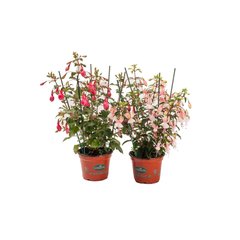   Fuchsia  Pot de 13 cm
