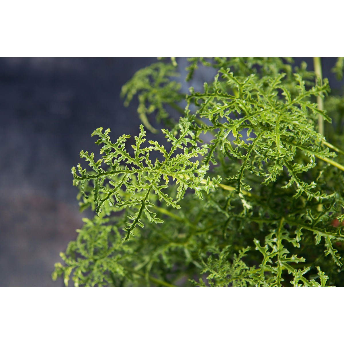 Schilliger Production  Pelargonium filicifolium  Pot de 14 cm