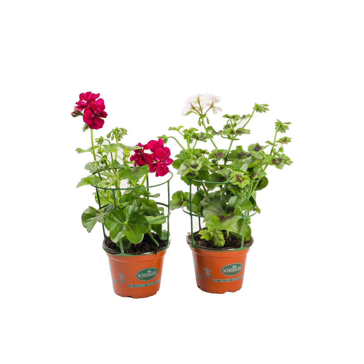 Schilliger Production  Géranium lierre  Pot de 13 cm
