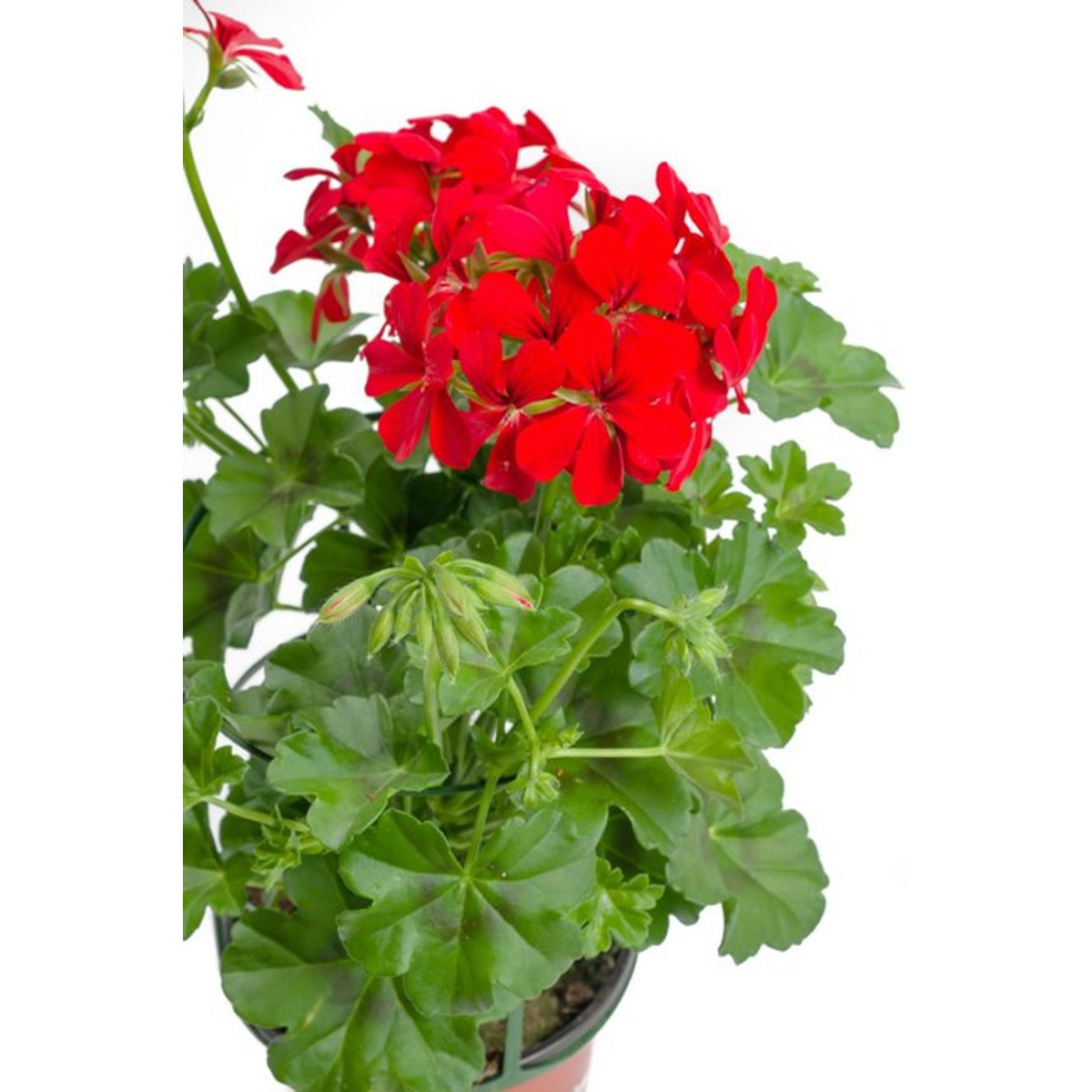 Schilliger Production  Géranium lierre  Pot de 13 cm