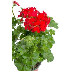 Schilliger Production  Géranium lierre  Pot de 13 cm