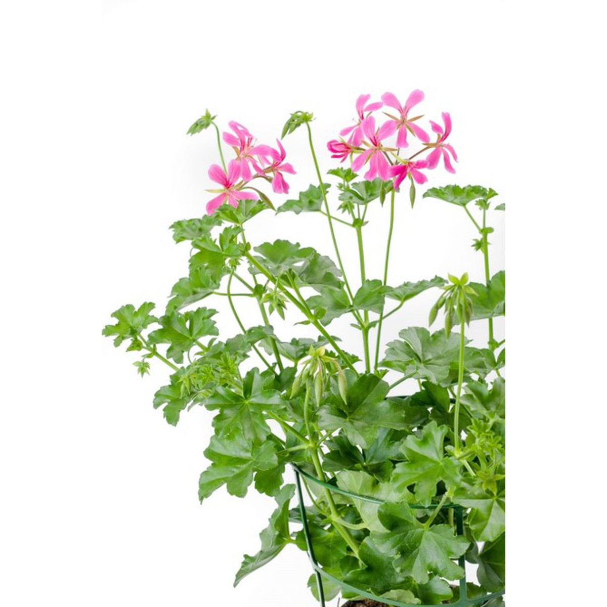 Schilliger Production  Géranium lierre  Pot de 13 cm