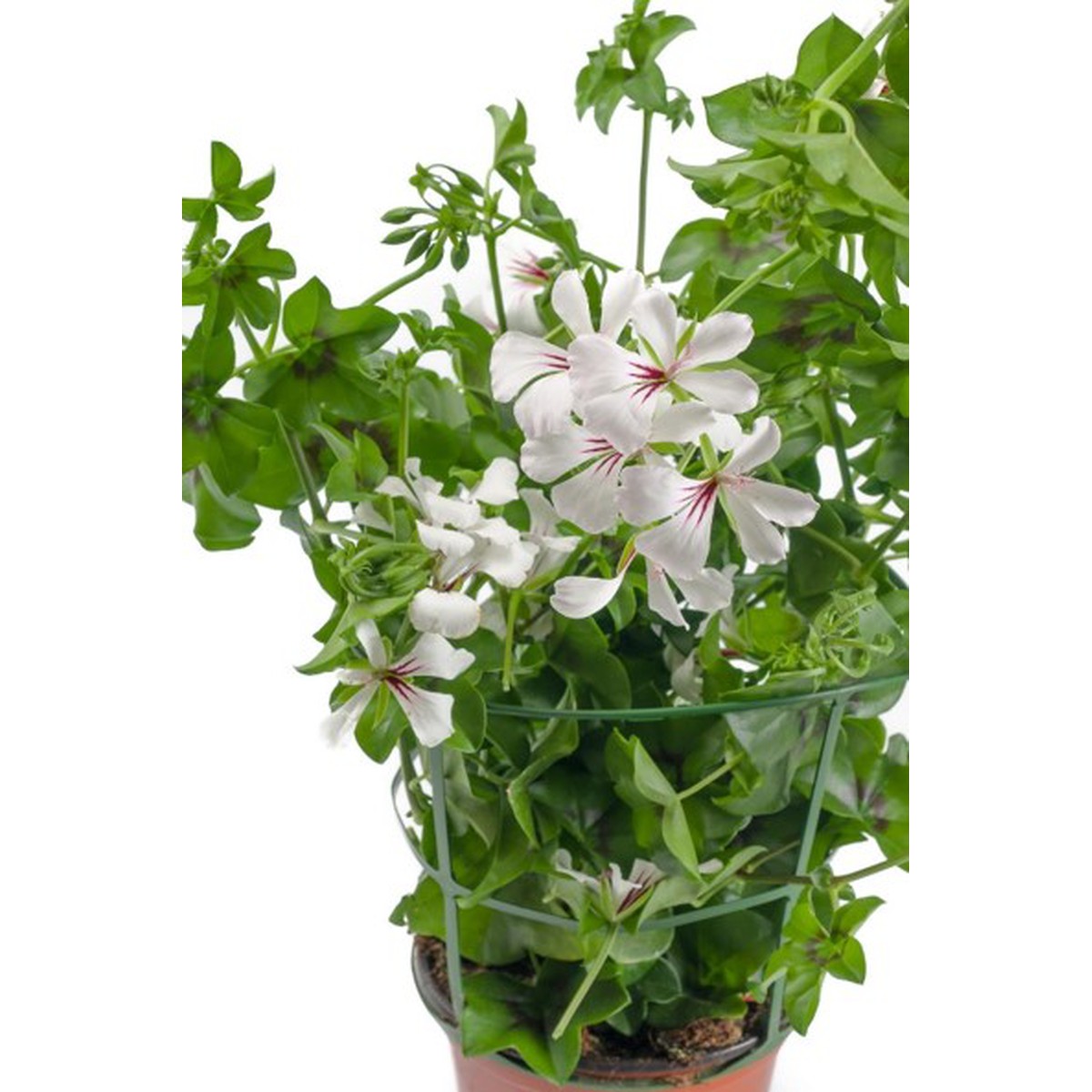 Schilliger Production  Géranium lierre  Pot de 13 cm