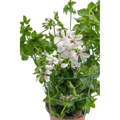 Schilliger Production  Géranium lierre  Pot de 13 cm