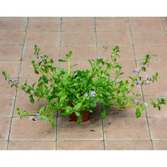 Schilliger Production  Scaevola  Pot de 12 cm