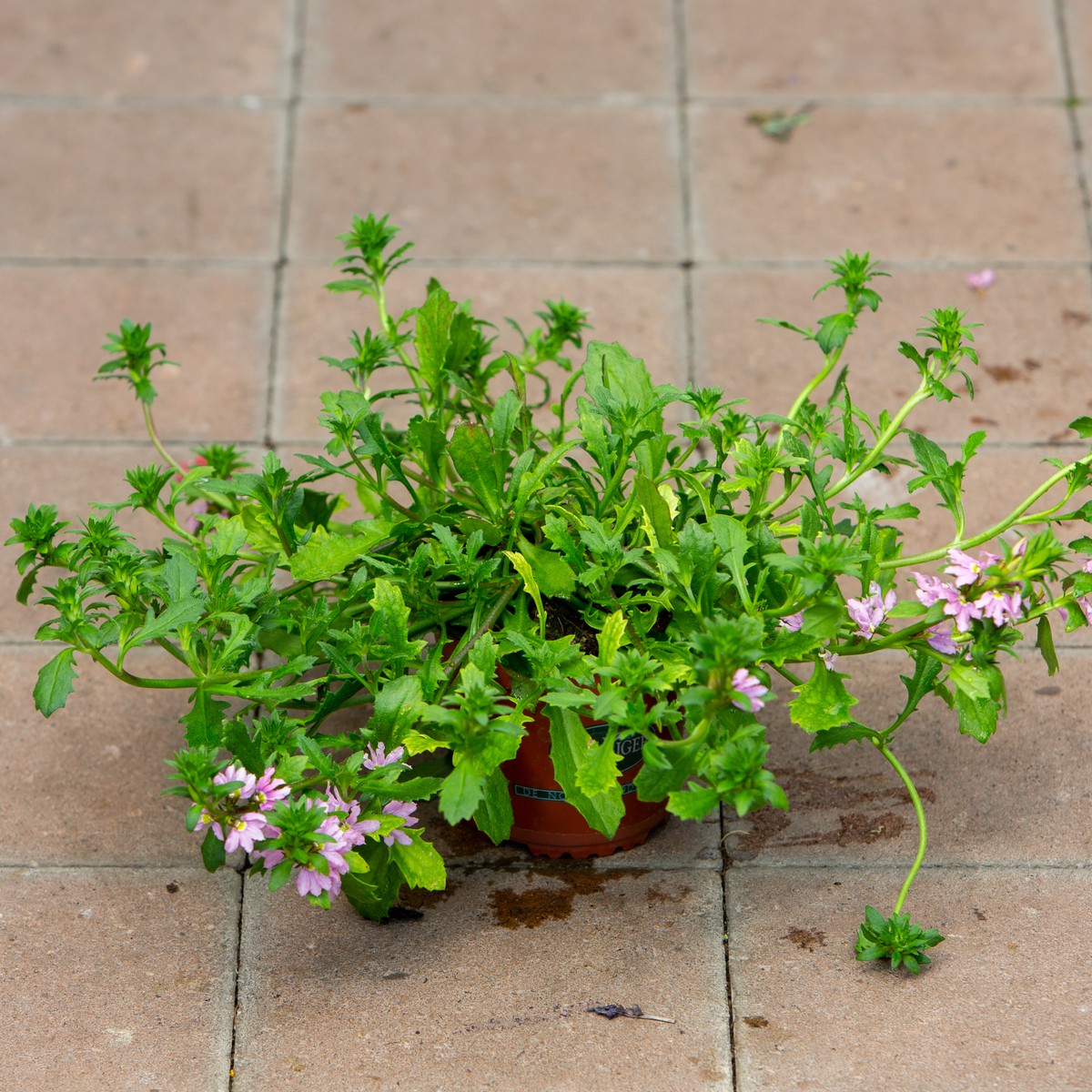 Schilliger Production  Scaevola  Pot de 12 cm
