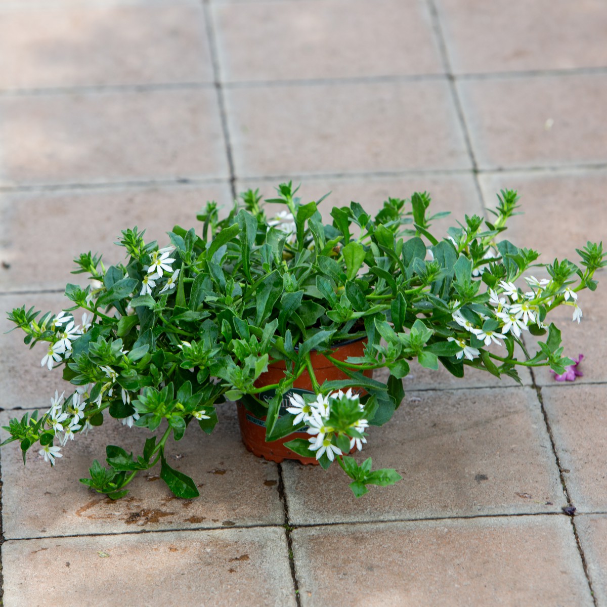 Schilliger Production  Scaevola  Pot de 12 cm