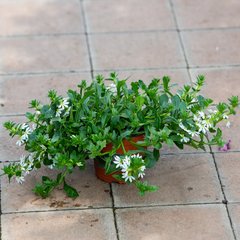 Schilliger Production  Scaevola  Pot de 12 cm