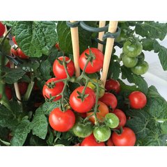 Schilliger Production  Tomate 'Totem'  Pot de 26 cm