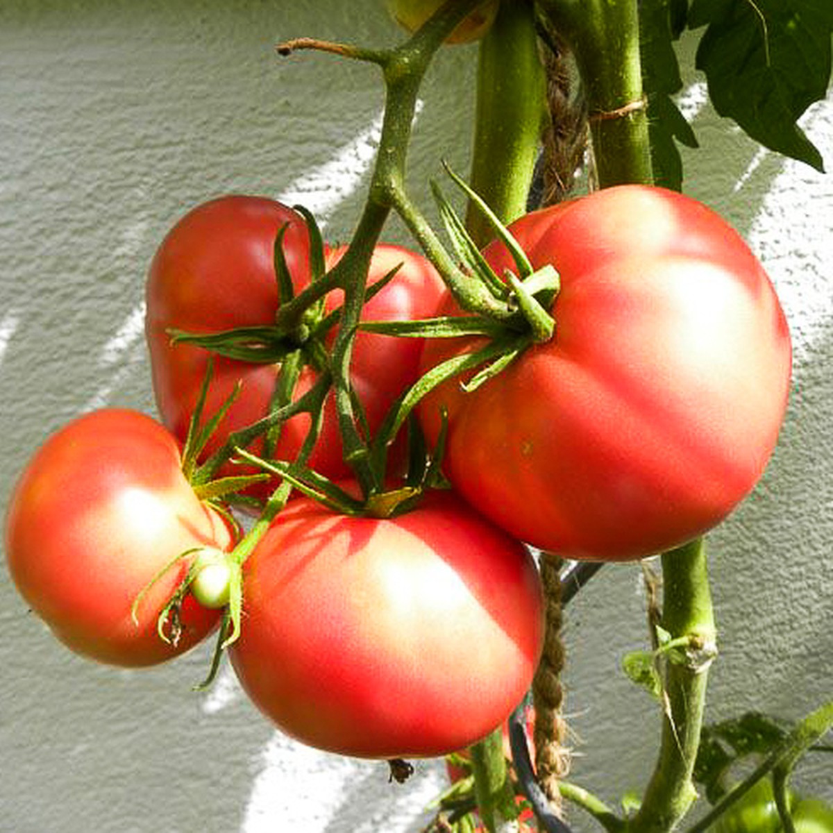   Tomate greffée 'Rose de Berne'  Pot de 13 cm