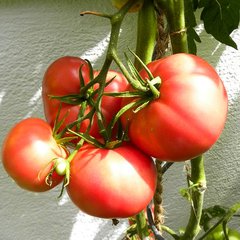   Tomate greffée 'Rose de Berne'  Pot de 13 cm