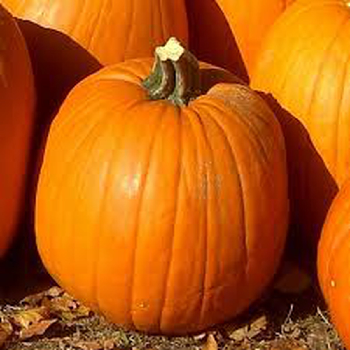 Schilliger Production  Courge 'Halloween'  Pot de 10.5 cm