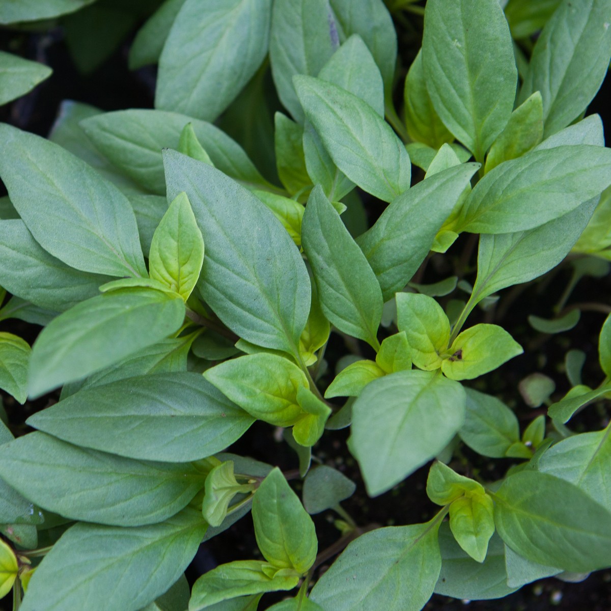 Schilliger Production  Basilic 'Thaï Siam Queen'  Pot de 13 cm