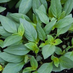 Schilliger Production  Basilic 'Thaï Siam Queen'  Pot de 13 cm