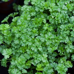 Schilliger Production  Persil frisé  Pot de 13 cm