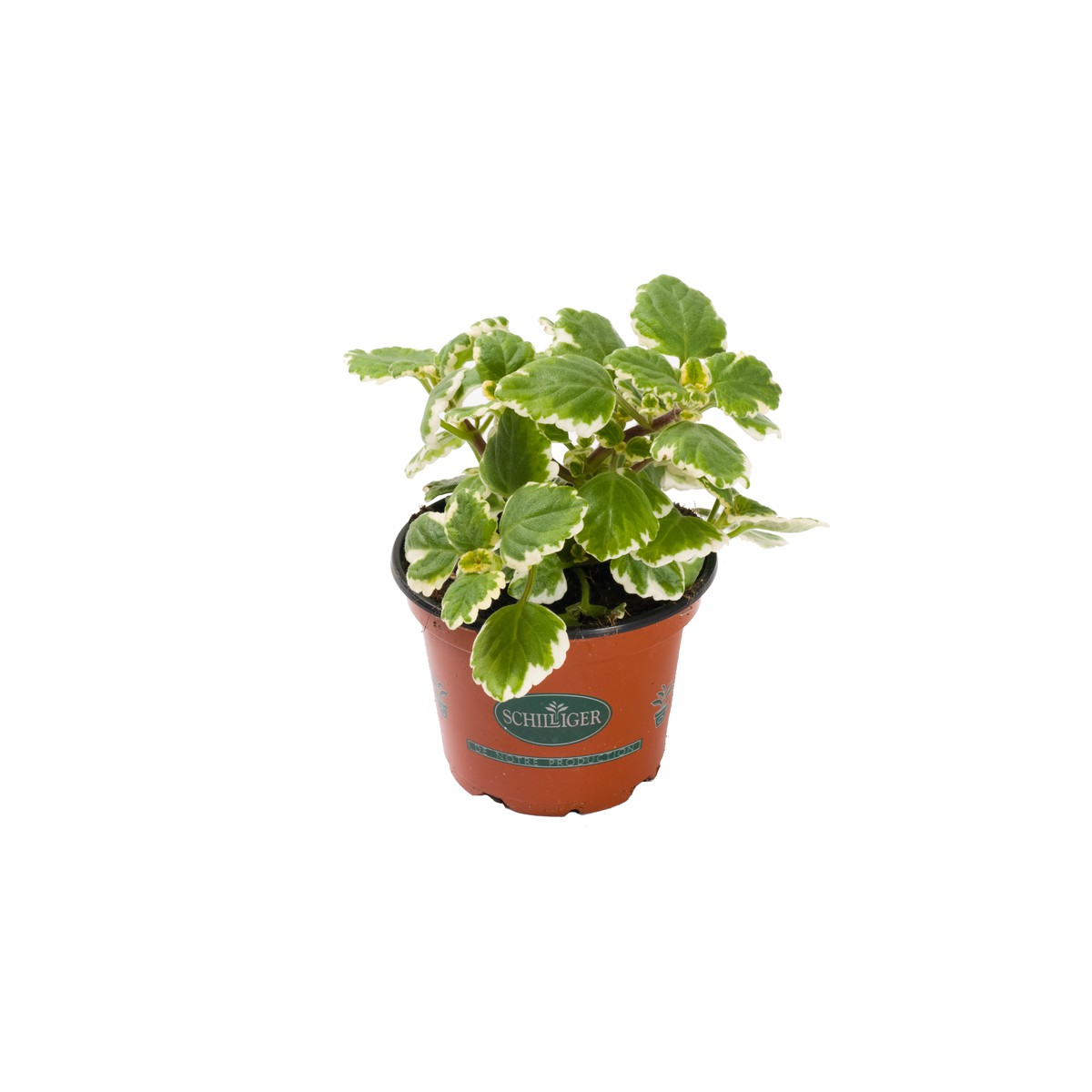 Schilliger Production  Plectranthus coleoides 'Marginatus'  Pot de 12 cm