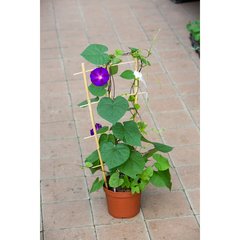 Schilliger Production  Ipomoea purpurea 'Grandpa Ott's'  Pot de 17 cm
