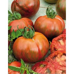 Schilliger Production  Tomate greffée 'Timenta'  Pot de 12 cm