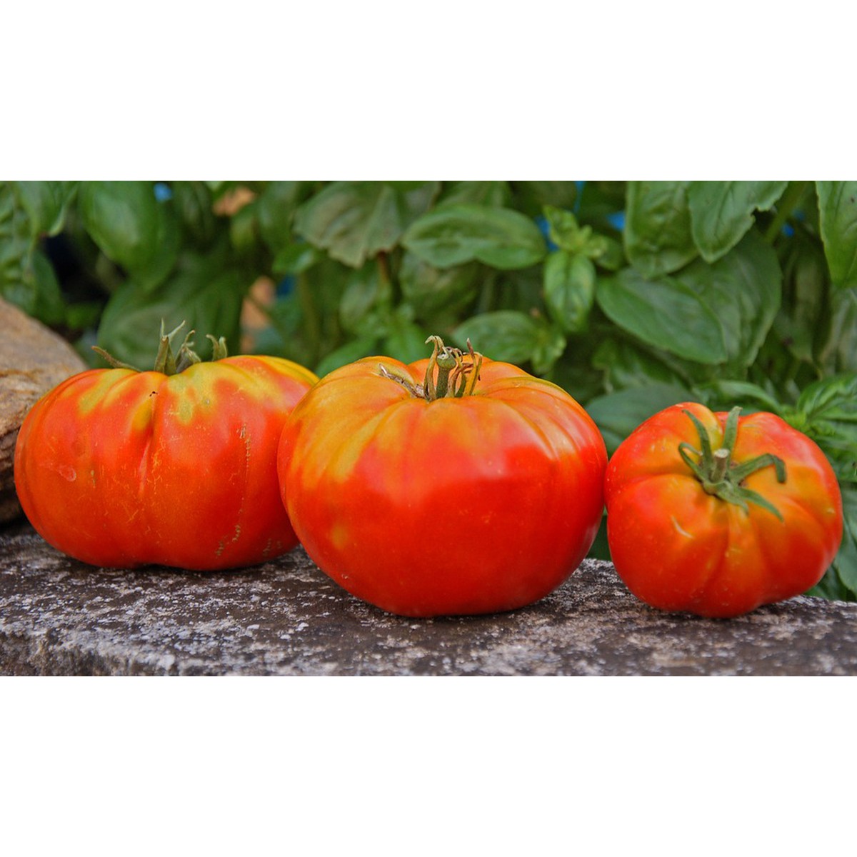 Schilliger Production  Tomate 'Russe'  Pot de 10.5 cm