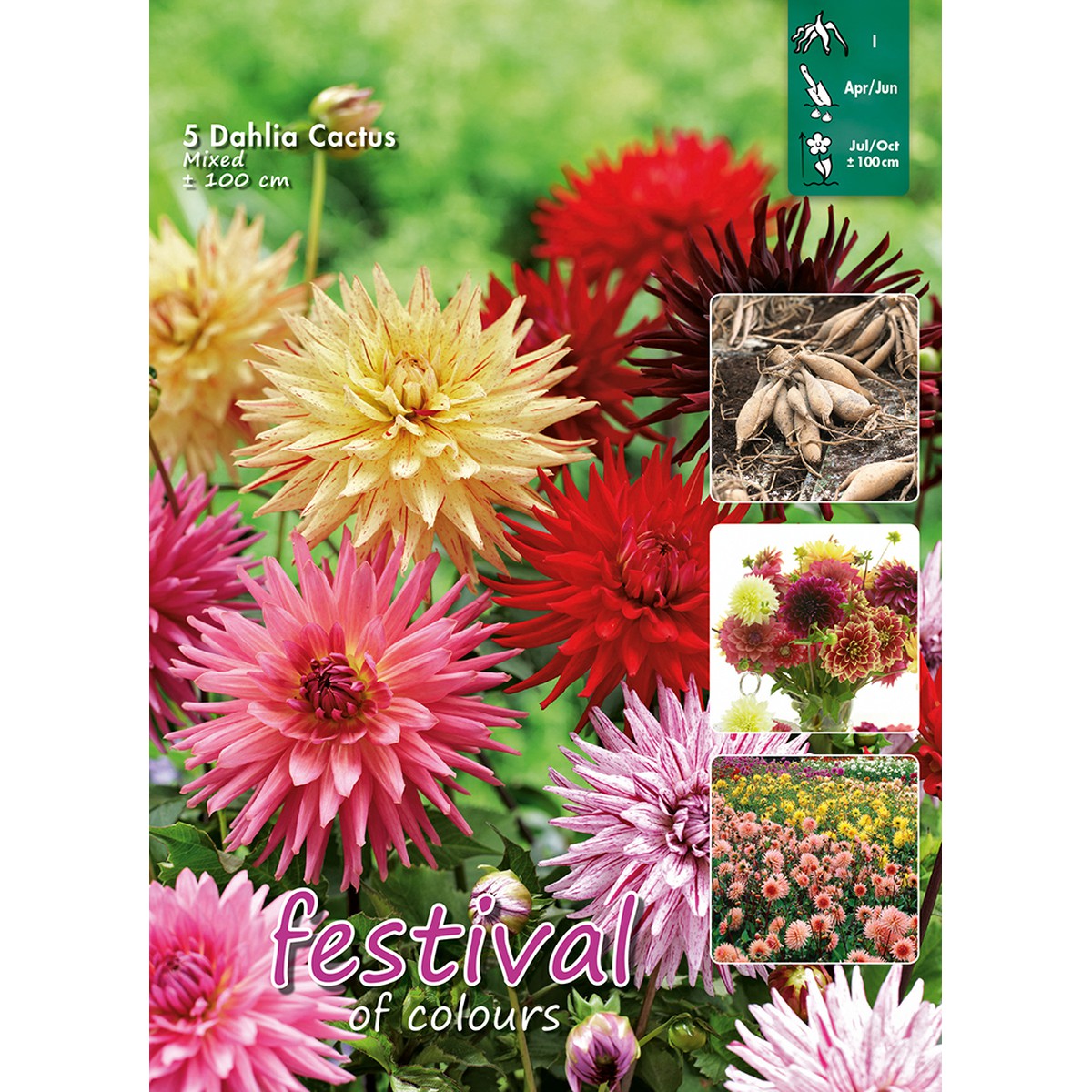 Graines De Dahlia Mélange - 50 Graines, Provenance Europe, Pour Jardin Ou Balcon Fleuri - 5