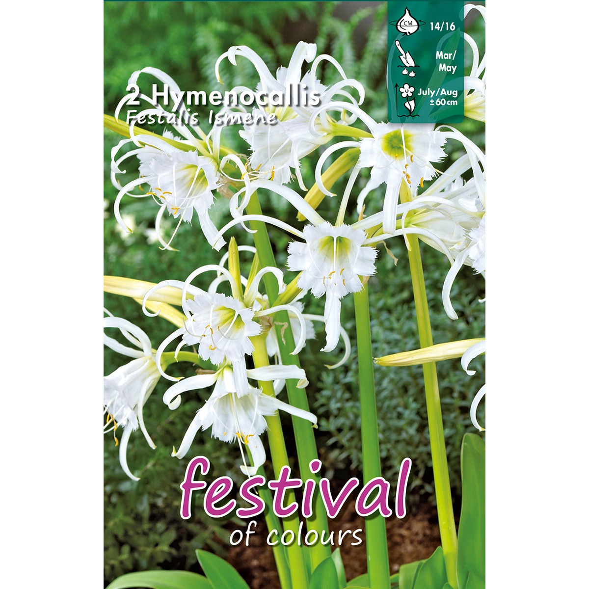   Hymenocallis Festalis  