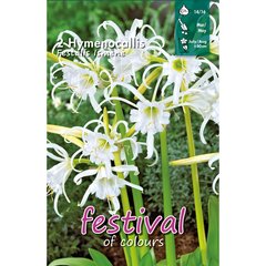   Hymenocallis Festalis  
