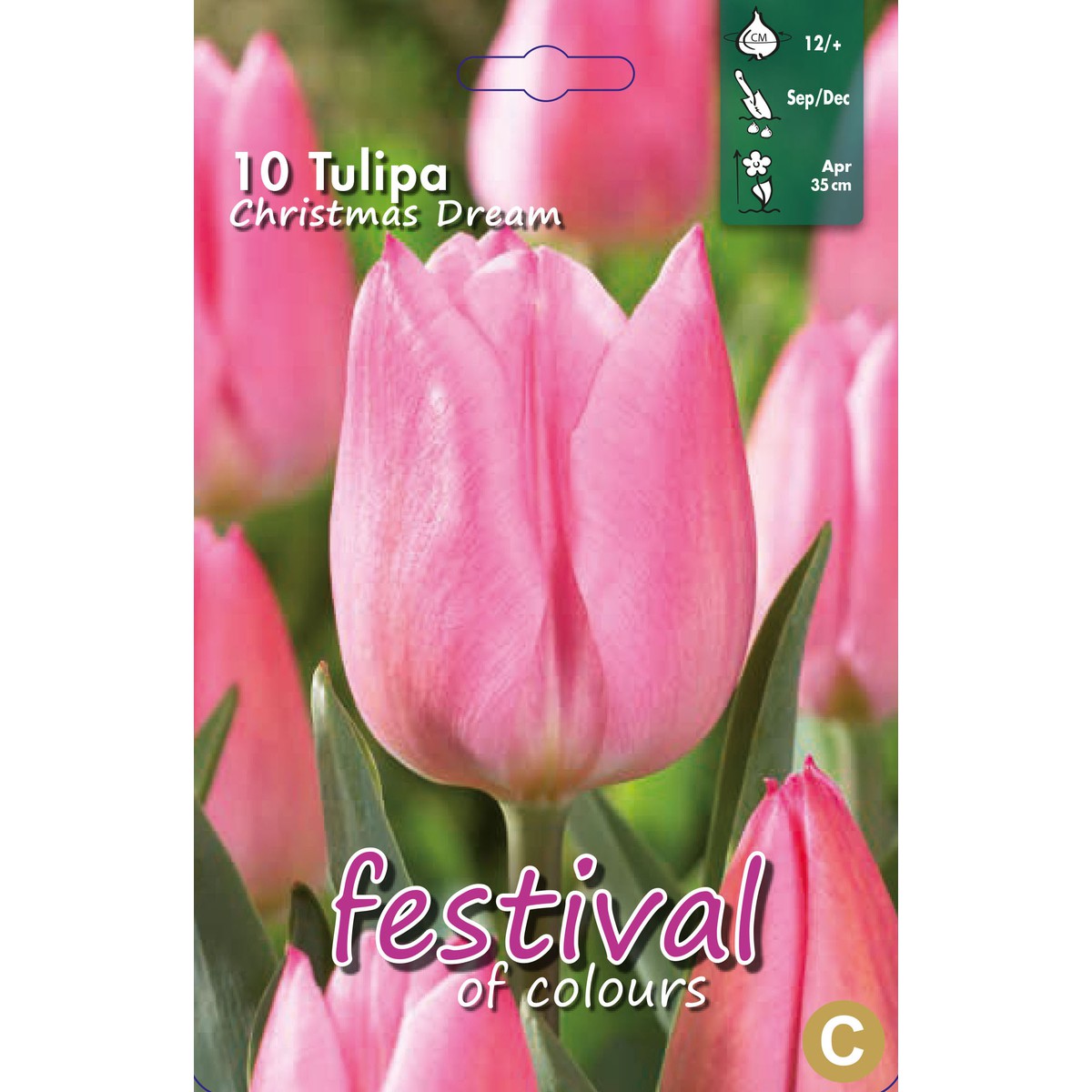   Tulipes 'Christmas Dream'  10 pcs 12/