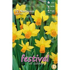   Narcissus 'Jetfire'  10 pcs 12/