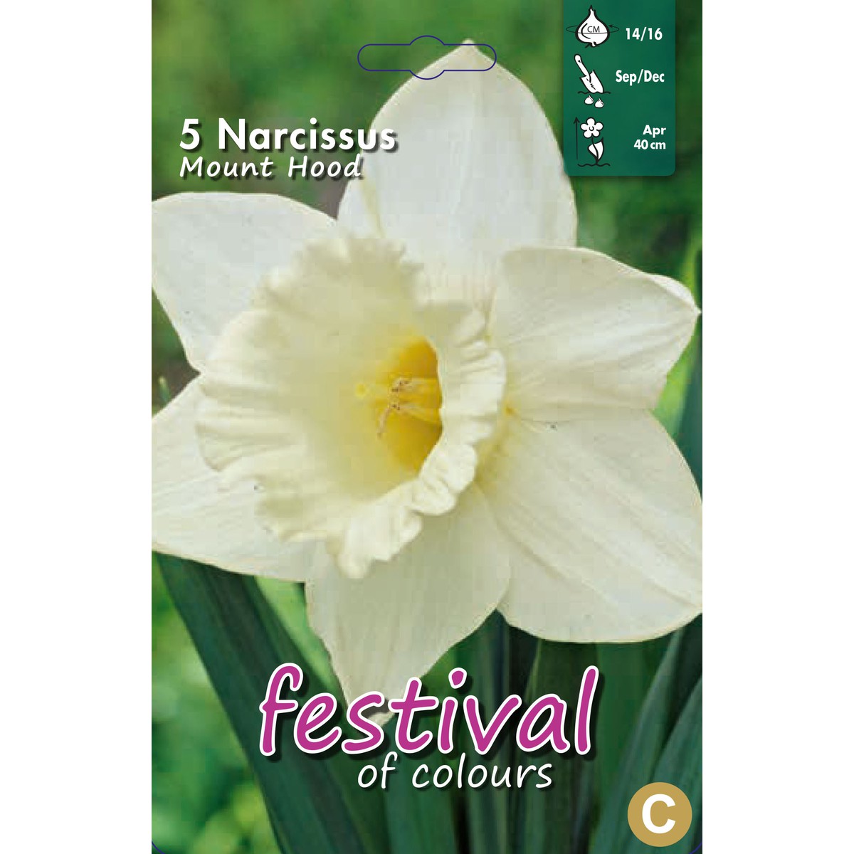   Narcissus 'Mount Hood'  5 pcs 14/16