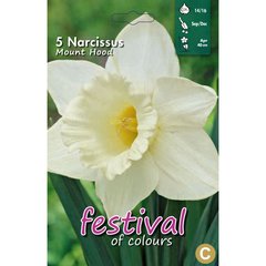   Narcissus 'Mount Hood'  5 pcs 14/16