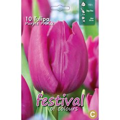   Tulipes 'Purple Prince'  10 pcs 12/