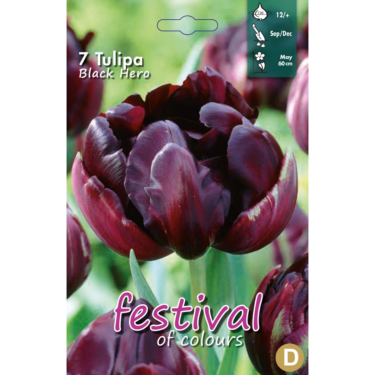   Tulipes 'Black Hero'  10 pcs 12/