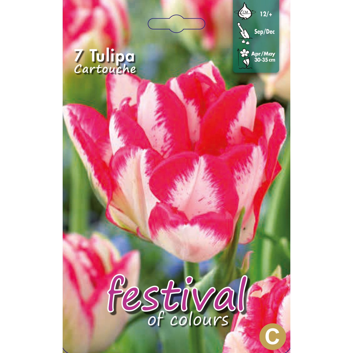   Tulipes 'Cartouche'  10 pcs 12/+