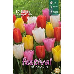   Tulipes 'Triomphe' en mélange  10 pcs 12/
