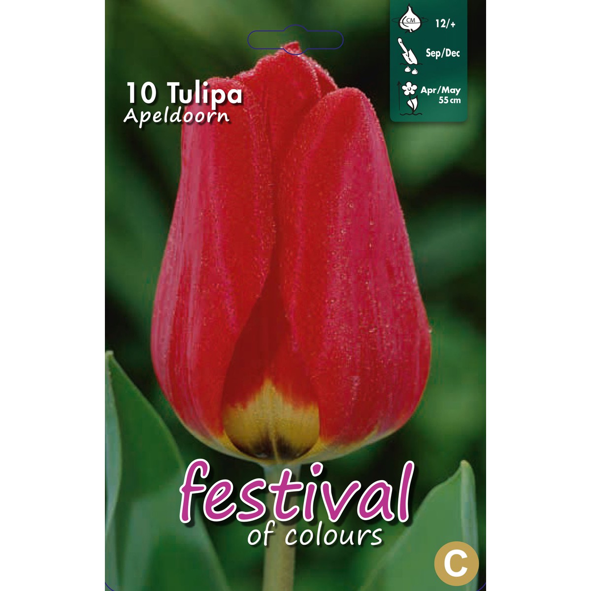   Tulipes 'Apeldoorn'  10 pcs 12/