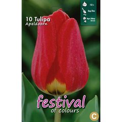   Tulipes 'Apeldoorn'  10 pcs 12/
